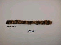藏品(棕櫚編帶)的圖片